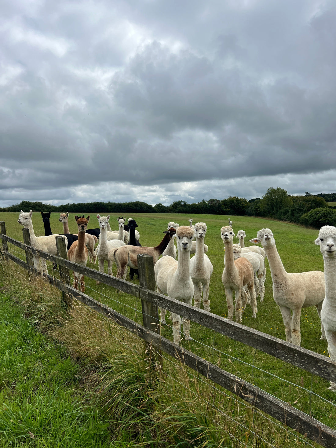 The World’s Most Luxurious Fiber: Why We Choose Alpaca Wool