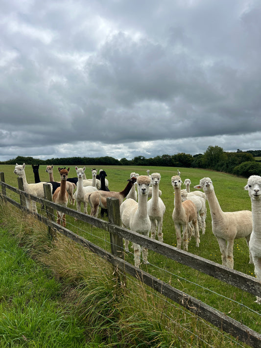The World’s Most Luxurious Fiber: Why We Choose Alpaca Wool