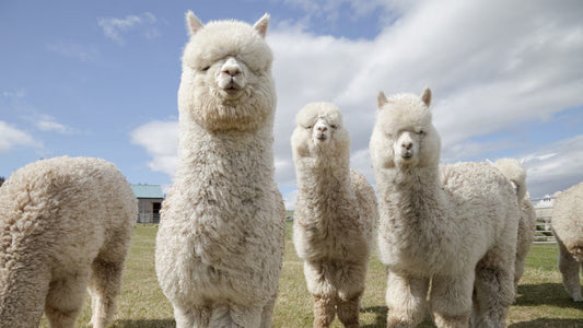 Is Alpaca Wool Superior to Cashmere? (Spoiler alert, the answer is YES!)